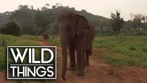 Sense Of Danger: How Animals Anticipate Disasters [Natural Disaster Documentary] Wild Th